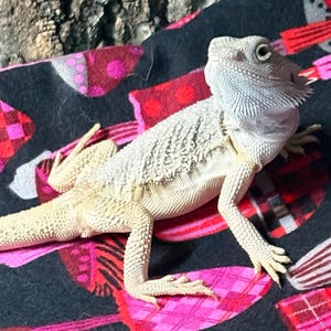 Holly added a photo of their purchase