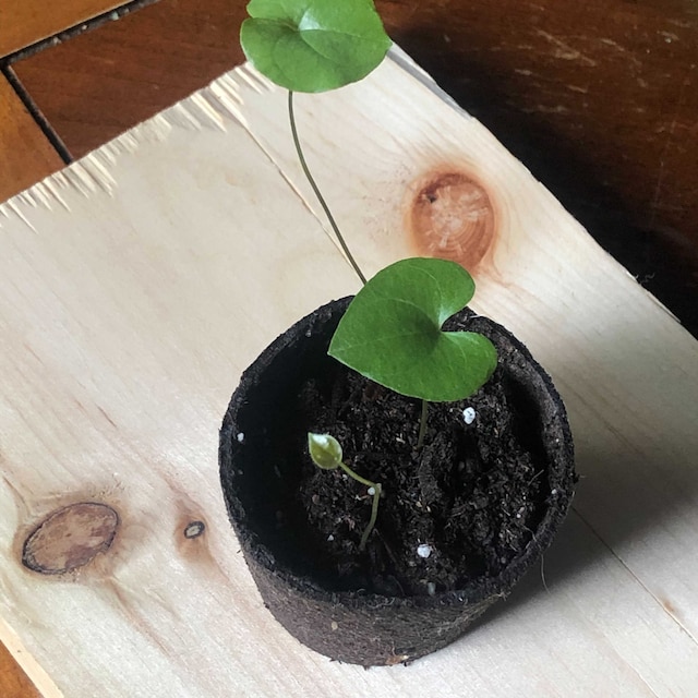 Dioscorea elephantipes - Pied d'éléphant - Plantes