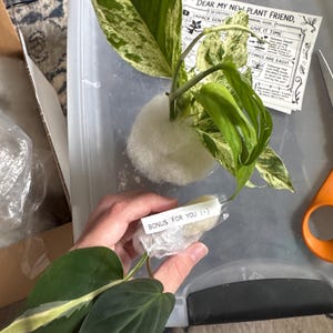 Aubrey a ajouté une photo de son achat