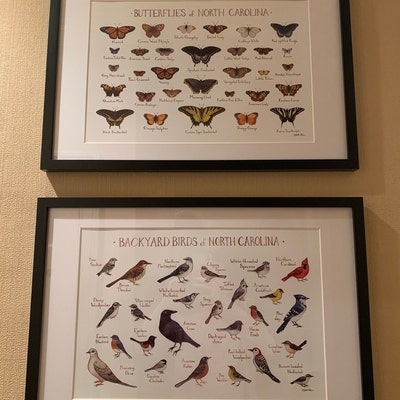 North Carolina Butterflies Field Guide Art Print / Butterfly Poster / Watercolor Painting / Wall ...