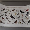 Florida Backyard Birds Field Guide Art Print / Watercolor - Etsy