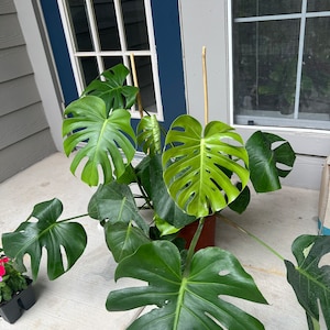 apartment therapy snake plant Serpent's Charm Snake Plant
