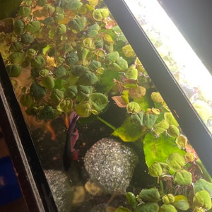 Paisley hat ein Foto des gekauften Artikels hinzugefügt