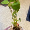 5 Cold Stratified Pawpaw Seeds – Organic Northern Grown Asimina Triloba, Perennial Fruit-564796