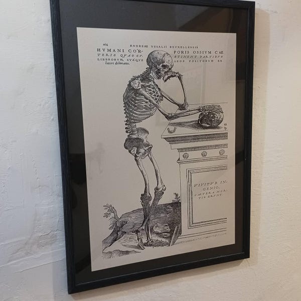 Andreas Vesalius: Human Anatomy Print "skeleton Contemplating a Skull ...