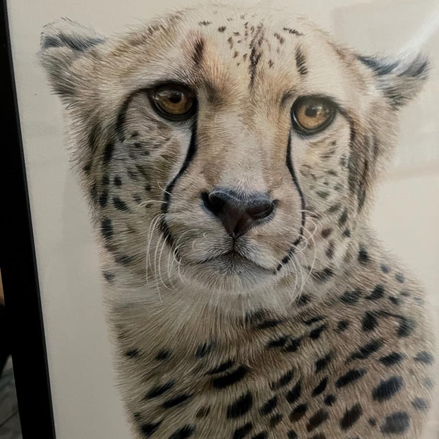 色鉛筆画 チーター 動物 ネコ iap_640x640.
