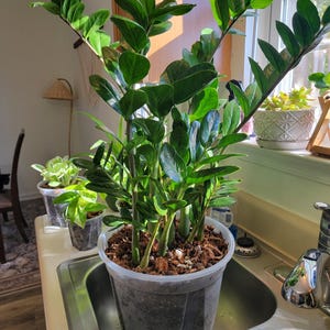 Nicole added a photo of their purchase