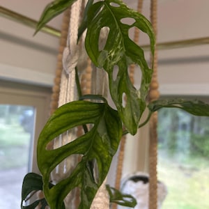 Monstera Membranacea - Etsy