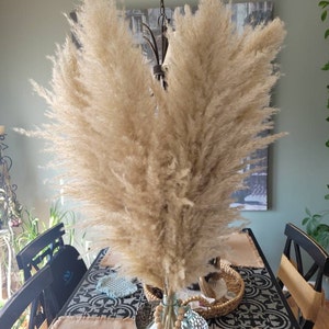 Off White Pampas Grass Sun Decor