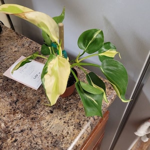 yuli added a photo of their purchase