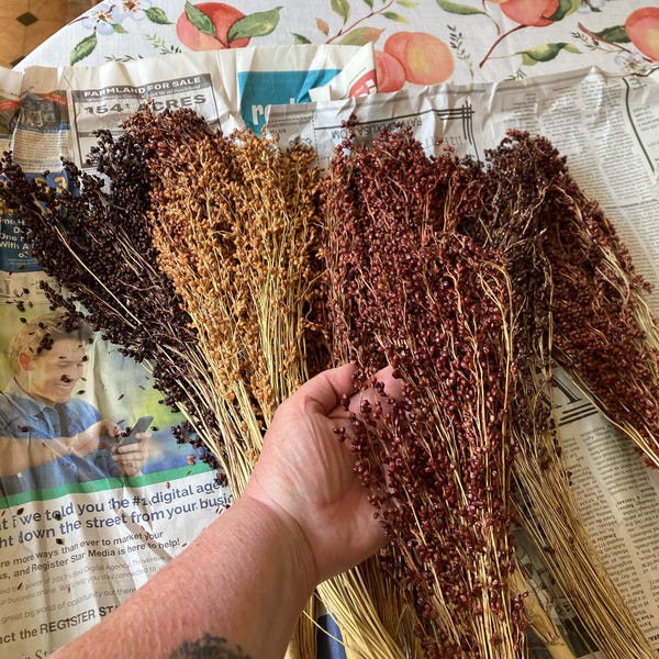 Mn ndan Corn, 5 to 6 Length, 10, 15, 30 and 40 Count, FREE