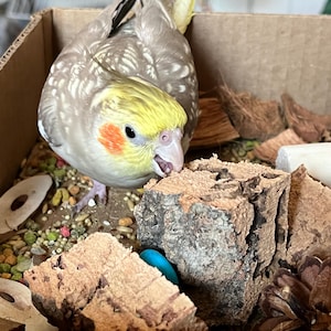 FindingMindely added a photo of their purchase