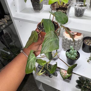 Moneka added a photo of their purchase