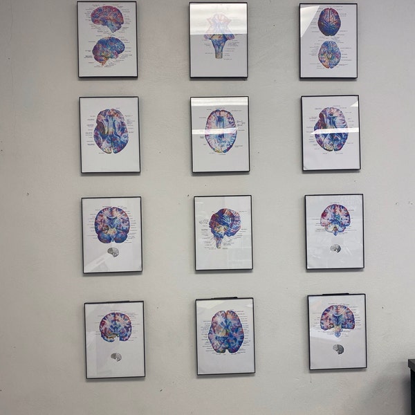 12 Anatomical Brain Posters Neurology Art Medical Decor Human Brain ...