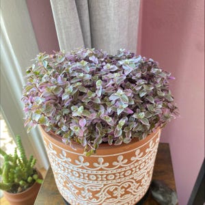Nysari added a photo of their purchase