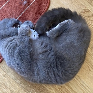 SleepyTeaLeaf added a photo of their purchase