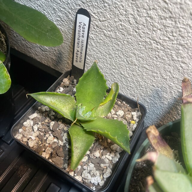 Agave Isthmensis - アガベイシスメンシス - 龍舌蘭専門店