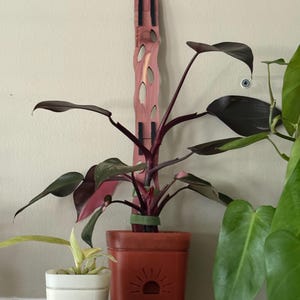 Anna added a photo of their purchase