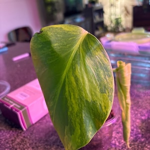 Aloha added a photo of their purchase