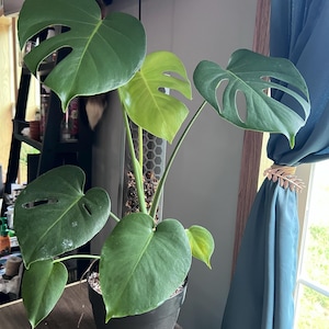 Allie added a photo of their purchase