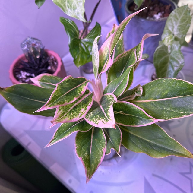 fiddle leaf fig plant price Buy Fiddle Leaf Fig Tree Online main image 0