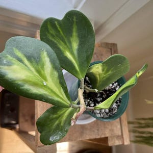Reverse Variegated Hoya Kerrii 'Sweetheart Hoya' FREE Shipping Available in 4" Pot & 6" Hanging Pot / Air Purifying / Mind Relaxing