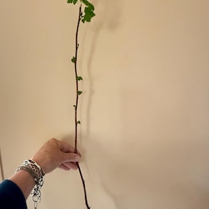 MikeAndLasma a ajouté une photo de son achat