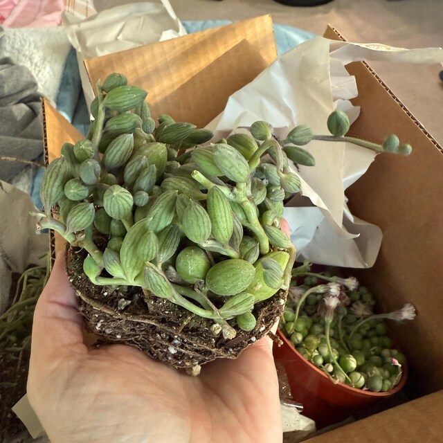 Tradescantia Fluminensis 'lavender' Variegata Wandering Dude