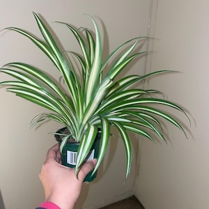 crystal added a photo of their purchase