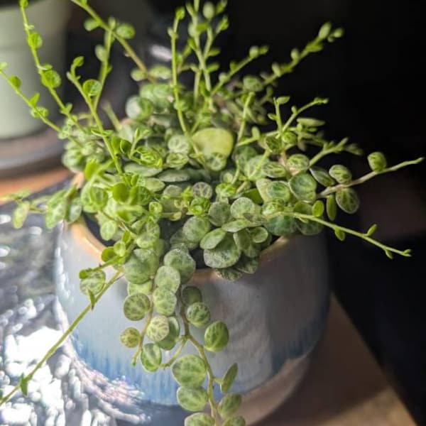 Vining Turtle String of Turtles, Peperomia Prostrata, Turtle Vine, Trailing House ...