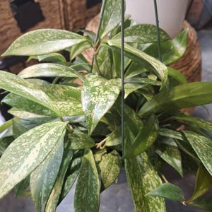 Sara added a photo of their purchase