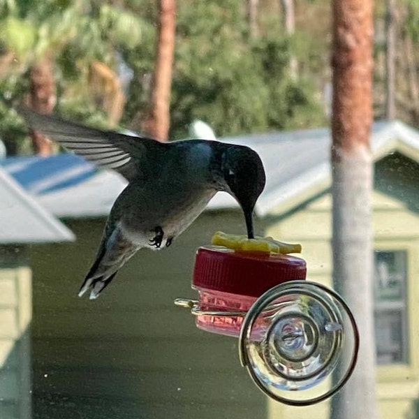 NEW Flower Single Hum-button™ With Lovely Window Spiral Holder Mini ...