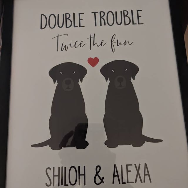 Double Trouble Twice the Fun Labrador Print Two Labradors 