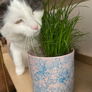 Buddleia Tricolour 3 X 9cm Pots Butterfly Bush Mixed Colours Healthy