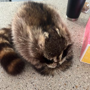 Lauren added a photo of their purchase