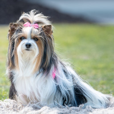 Puppy Bows Gold Overlay Dog Show Bows 5/8 Double Loop Etsy