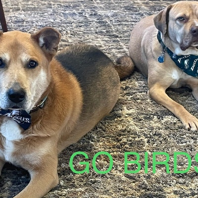 Texas Rangers Dog Cat Ribbon Bow Tie slides Onto Dog or - Etsy