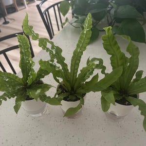 Jeanne added a photo of their purchase