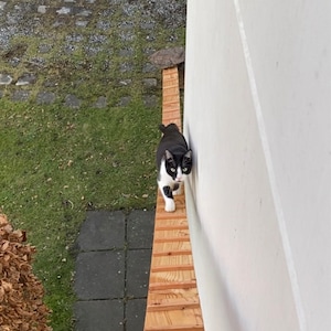 Scala Per Gatti 2,4m - Per Balcone E Scale, Con Morsetti Di Fissaggio - Foto 7