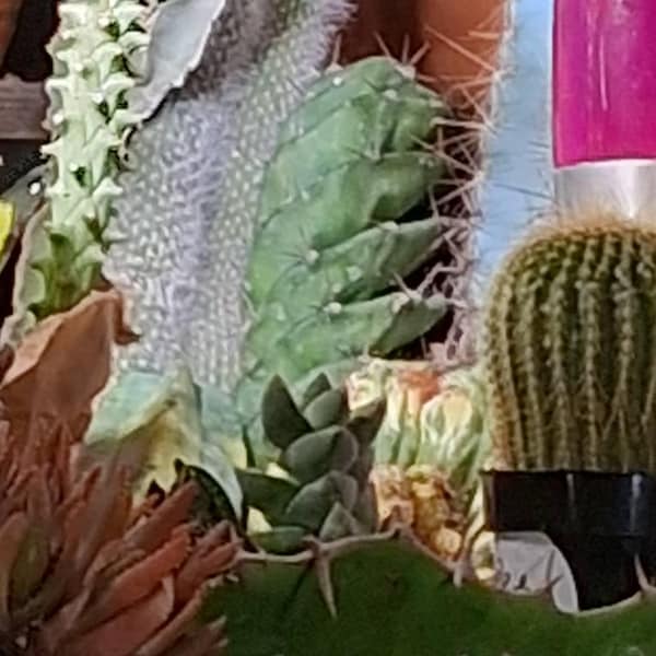 Notocactus Uebelmannia Cactus – Live Plant In 3.5” Pot, Rare Succulent