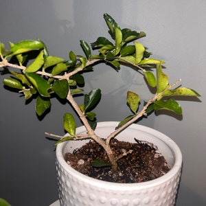 Indoor Plant Lucky Bamboo in a Black Elephant Pot Wild Animal - Etsy