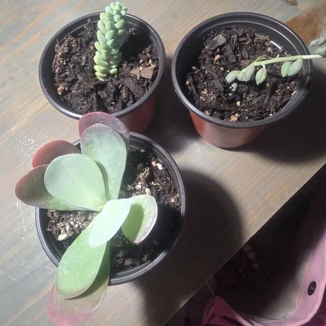 Kalanchoe Luciae Paddle Plant: Red Pancakes Succulent (bare Roots) - Etsy