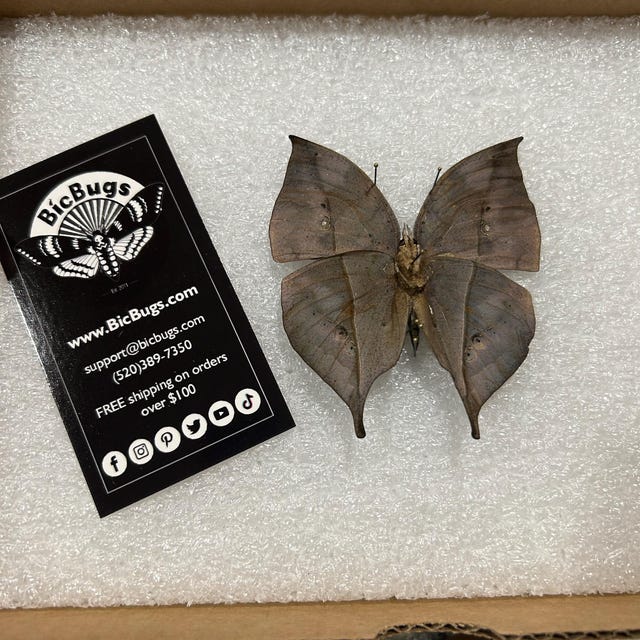 Kallima inachus One Real Butterfly leaf mimic verso Indonesia