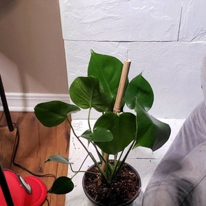 Monstera Deliciosa Tropical Split Leaf Plant 6 Inch Pot - Etsy