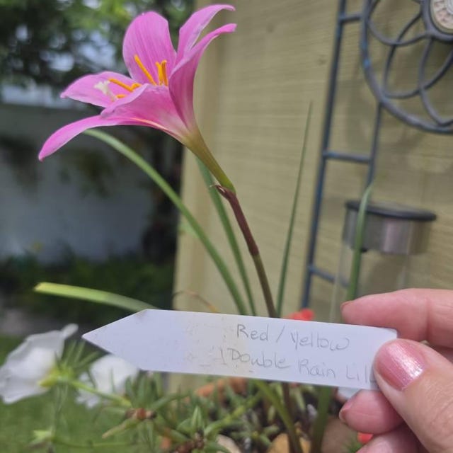 2 Rain Lily Bulbs TW91030-6 - Etsy