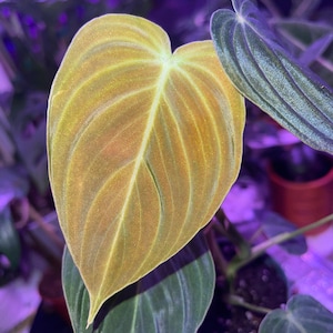 Acheteur Etsy a ajouté une photo de son achat