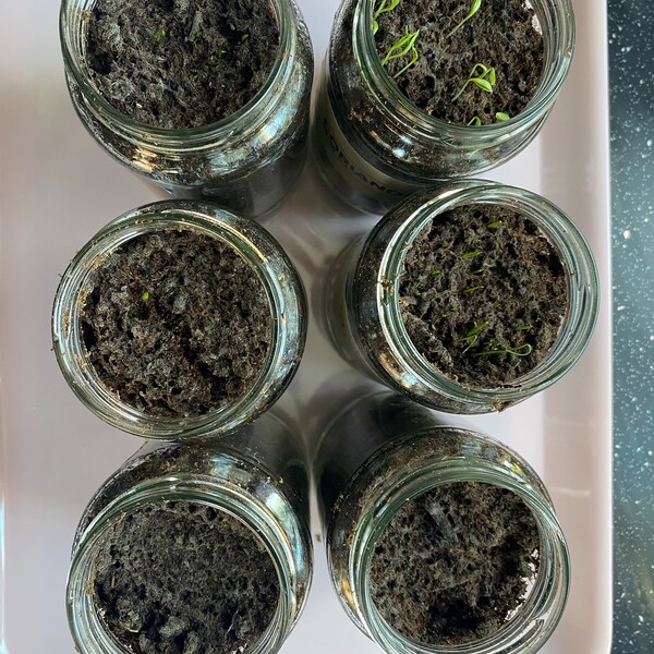 Grow Your Own Herbs Kit - Eco Friendly Indoor Planters, Garden Gift Set ...