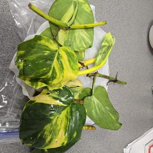 Alocasia Cuprea Red Secret Starter Plant 2in: Perfect Indoor Greenery