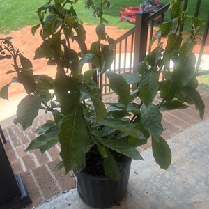 Shelby added a photo of their purchase
