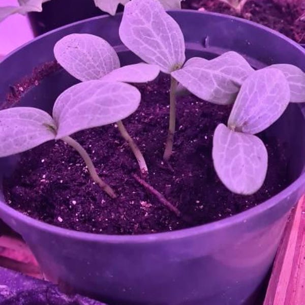 Red Shiso Seeds (Perilla Frutescens) – 200 Seeds, Non-GMO, Asian Culinary Herb, Easy To Grow